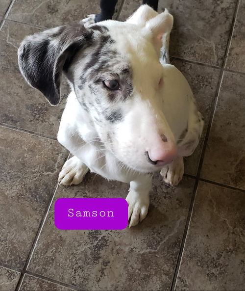 Samson