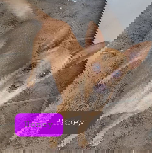 Honey
