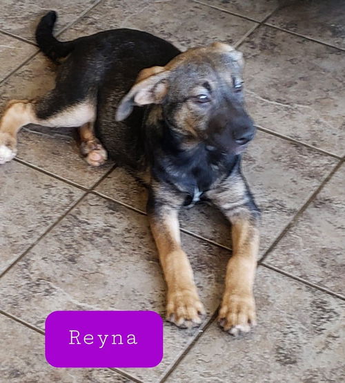 Reyna