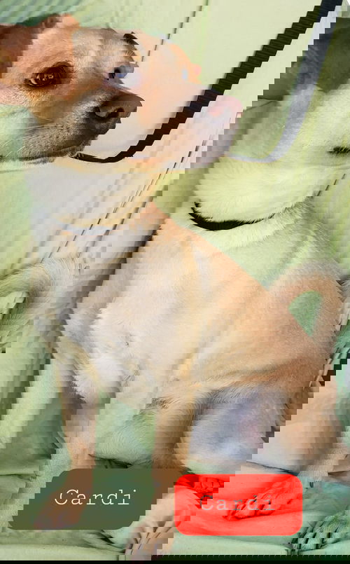 Cardi