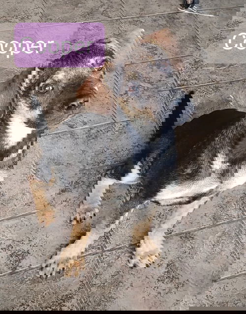 Cooper