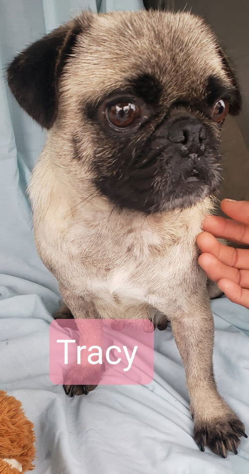 Tracy