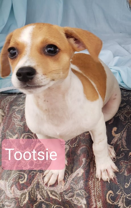 Tootsie