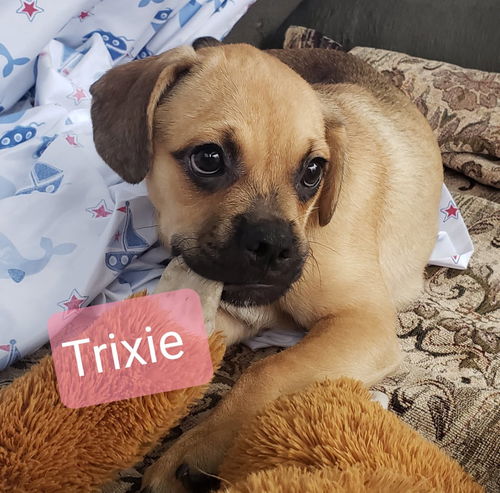 Trixie