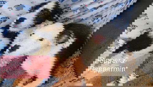 peppermint