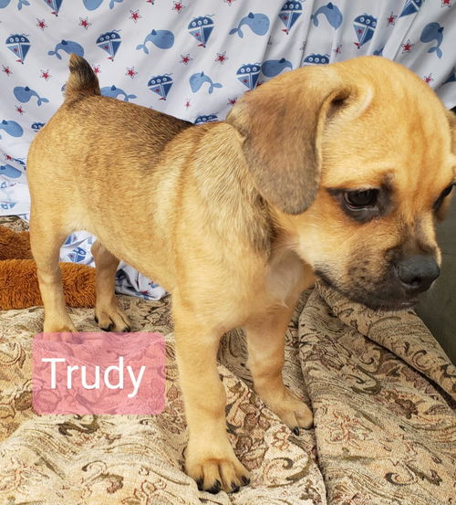 Trudy