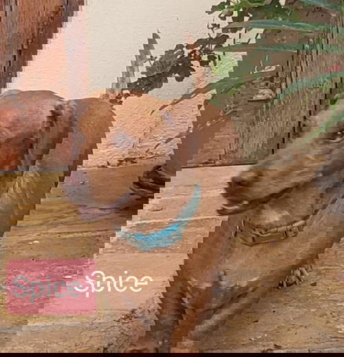 Spice