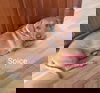 Spice