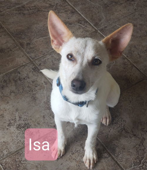 Isa