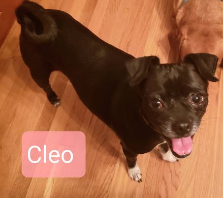 Cleo