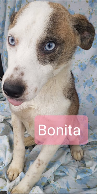 Bonita