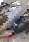 Gracie