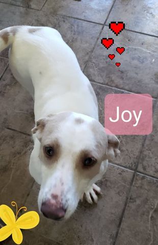 Joy