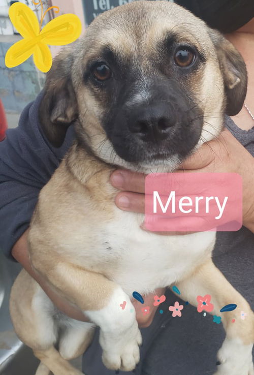 Merry