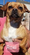 Roxi