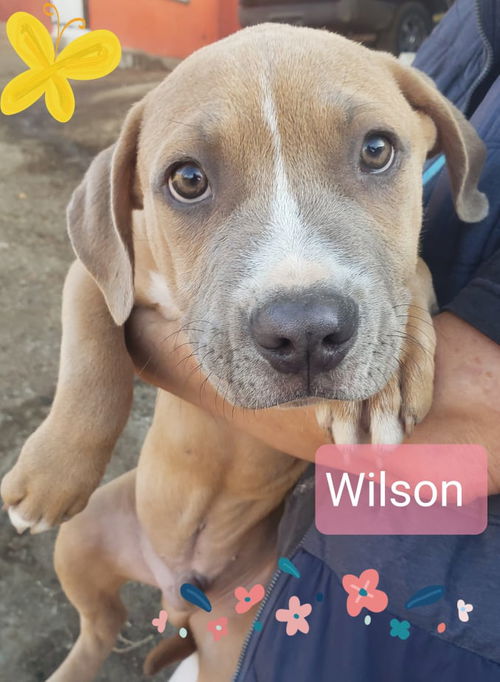 Wilson