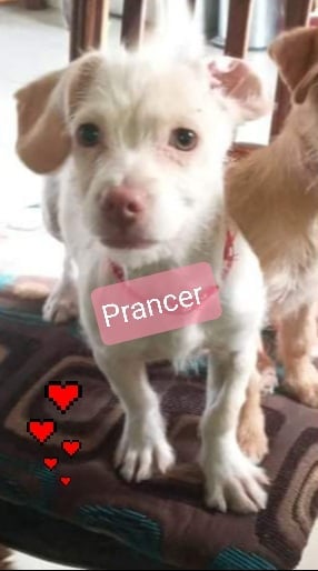 Prancer