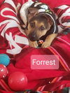 Forrest