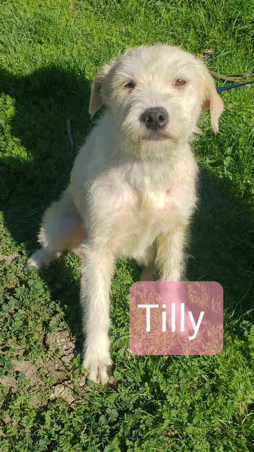 Tilly