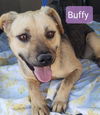 Buffy