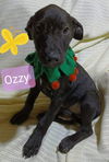 Ozzy