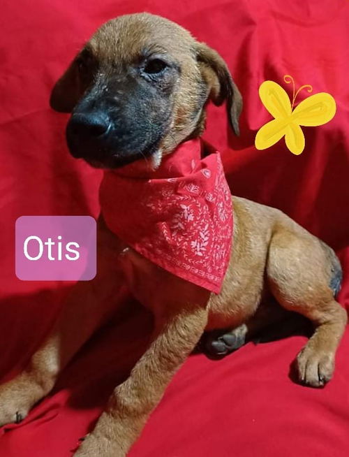 Otis