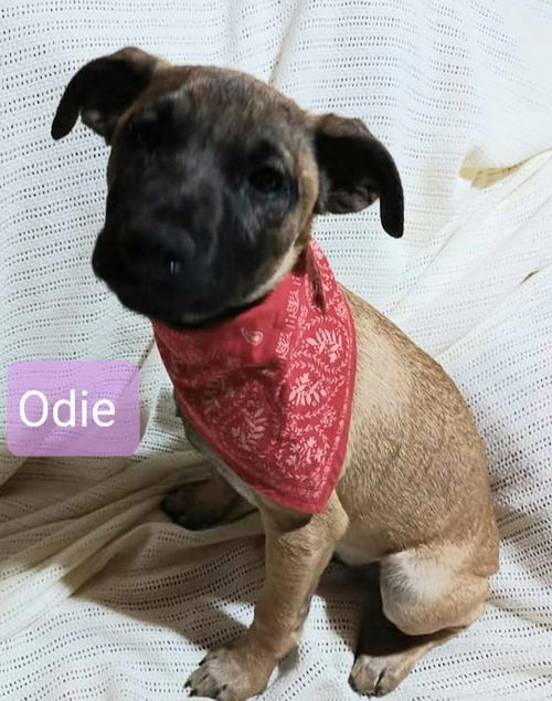 Odie