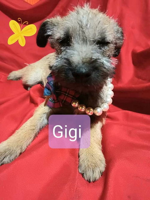 Gigi