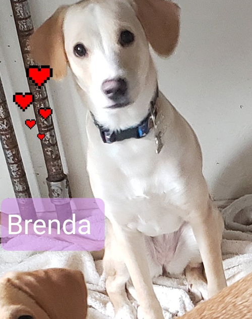 Brenda