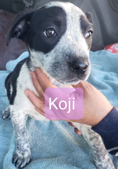 Koji