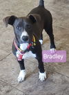 Bradley