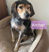 Archer