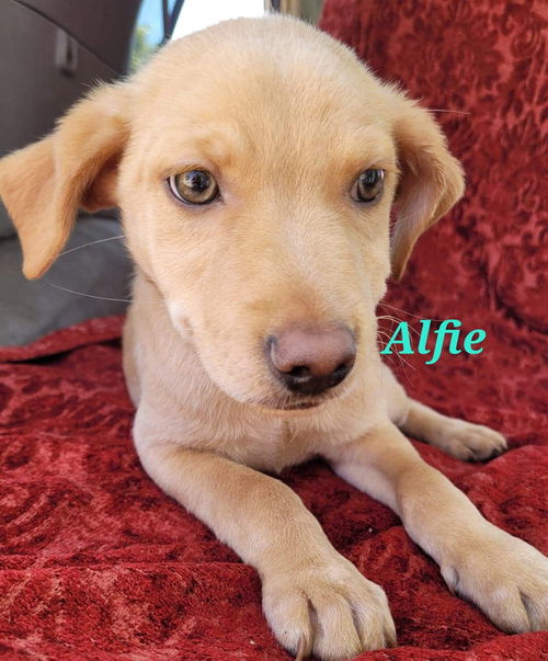 Alfie