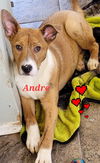 Andre