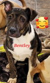Bentley
