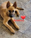 Brinkley