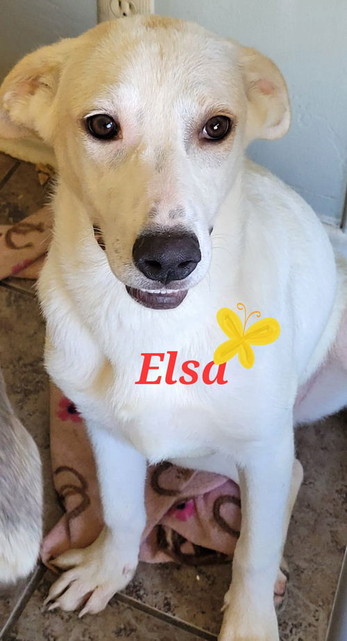 Elsa