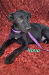 Nova