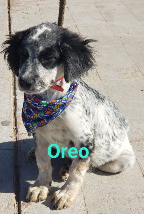 Oreo