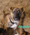Angelo