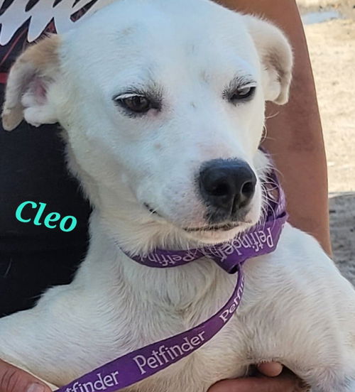 Cleo