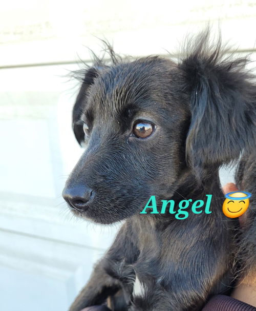 Angel