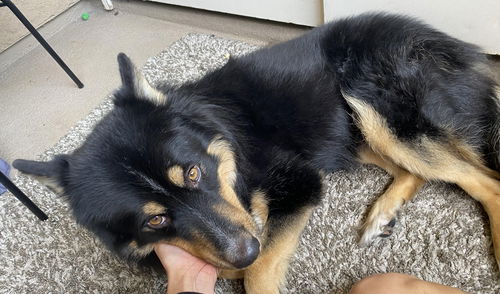 Roscoe