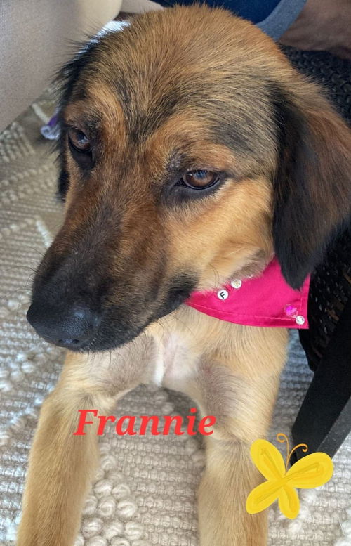 Frannie