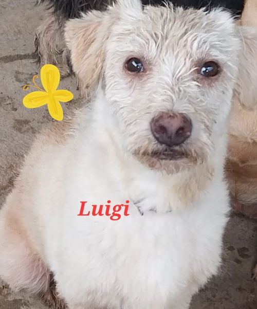 Luigi