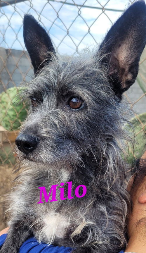 Milo