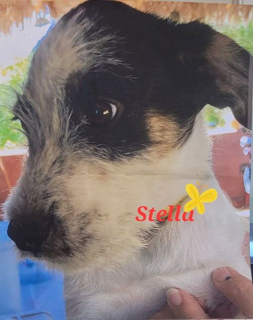 Stella
