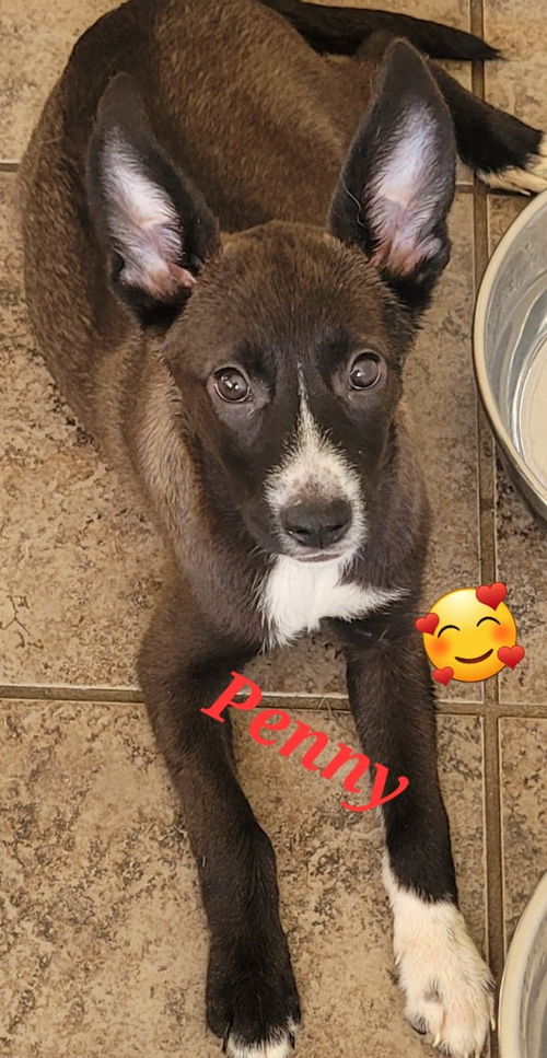 Penny