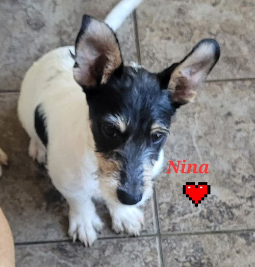 Nina