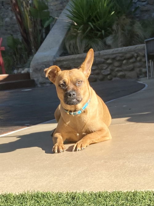 Chula